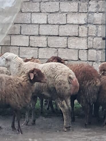 sort qoyunlar: Erkək, il: 1, 60 kq, Damazlıq, Ünvandan götürmə — 3