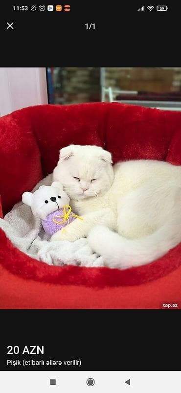 pisiylər: Şotland yastı qulaq, Yaxşı əllərə — 1