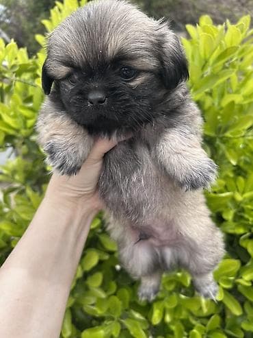 afçarka itləri: Pekines, 2 ay — 2