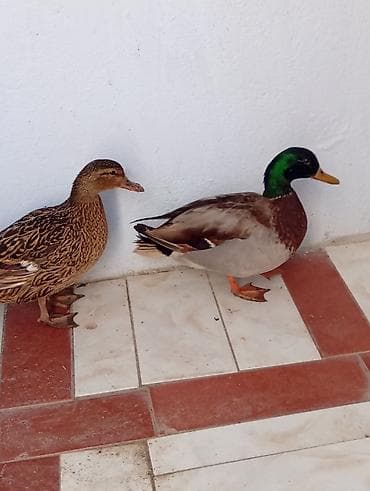 Keçilər, çəpişlər: Salam,təmiz çöl ördekleri satilir,həyət şaraitine tam oyresibler - — 2