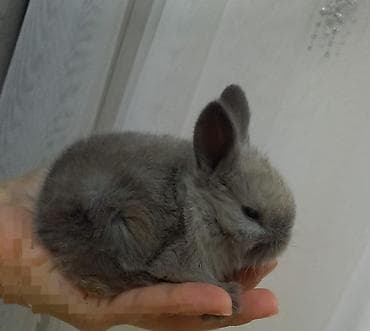 heyvan meymun: Cins boyumeyen dovşan balalari. Tek ve top satilir. Çatdirma metro ve — 10