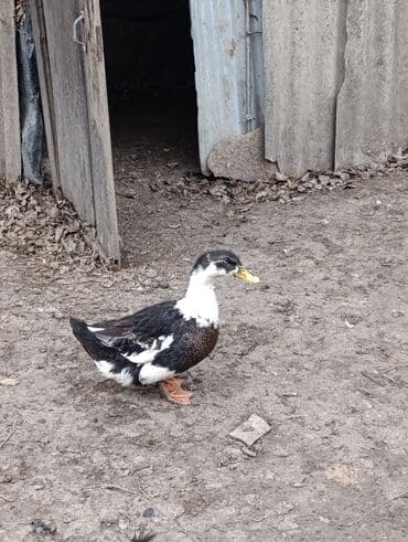 Коровы, быки: Самка, | Kuban, Для мяса, Платная доставка — 5