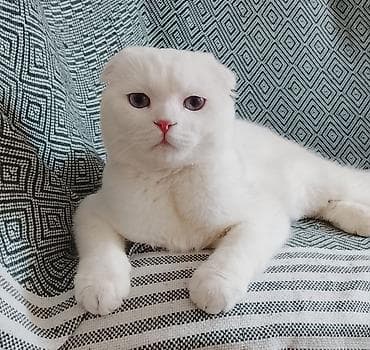 pisik satislari: Şotland, Erkək, Cütləşmə üçün — 1