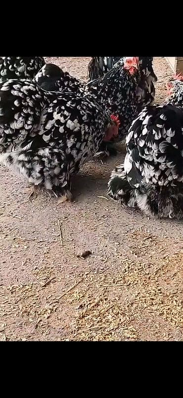 broyler yemi qiymeti: Toyuq, Damazlıq — 4