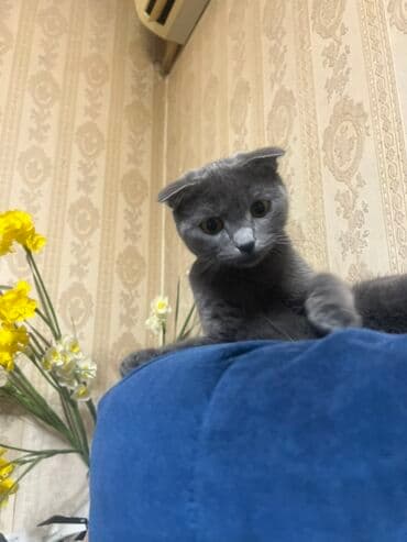 dişi pişik: Şotland — 9