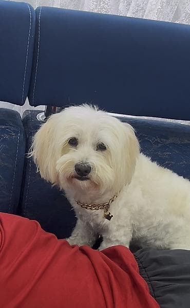 gencede heyvanlar: Malta bolonka, 1 il, Dişi, Peyvəndli, Ünvandan götürmə — 2