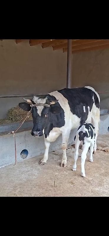 heyvan qəfəsi: Birinci qarina dogub 9 lt sud verir saglam yaxsi heyvandi balasi 4 — 4