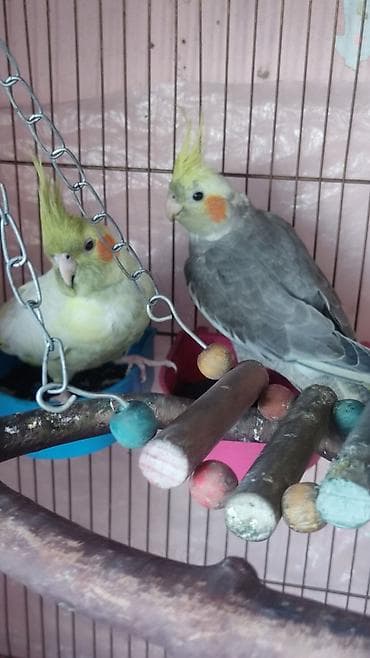 amadin qusu: Məhsul: Nimfa tutuquşula Təsvir: - Fotoşəkillərdə iki ədəd nimfa — 2