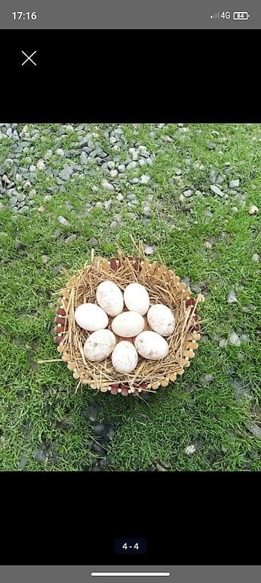 ağıllı lövhə qiyməti: Blue Rouen ordey yumurtalari satilir — 3