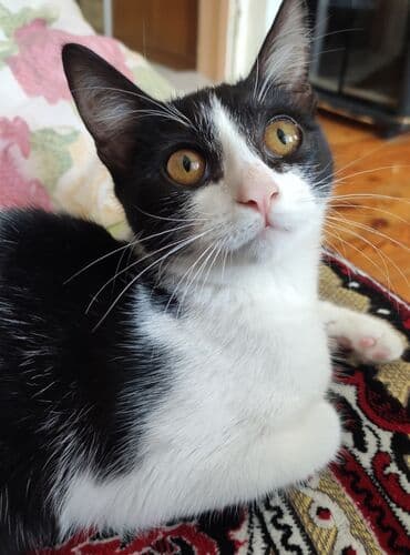 уничтожение блох: В добрые руки — 2