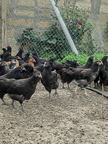 tisbaga sekli: 🐔 Astroloq Toyuqun yumurtaları və cücələri satışda! Şəkildə qeyd — 8