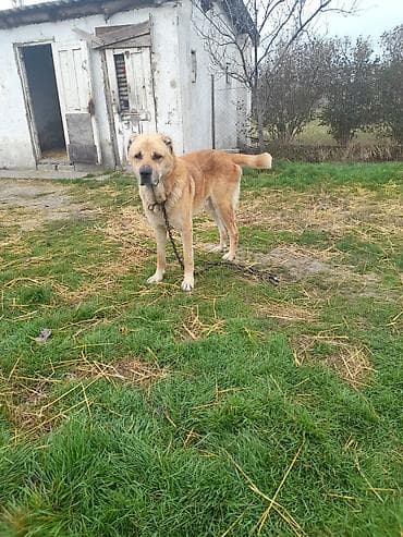 pomeranian spitz satisi: Salam tecili satllır 3 yaşı var töyqnanda deyşilir qiymet 300 azen — 2