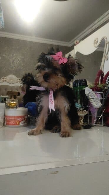 itler bala: Yorkşir teryer — 12