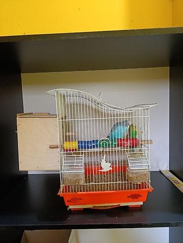 xamyak qefes: 2 ədəd məhəbbət quşları satılır bir fərə bir xoruz qəfəs və yumurta — 6