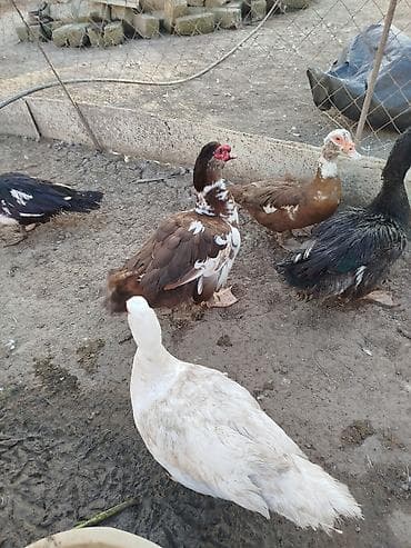 Xoruzlar: 1 İllik Erkəy lal ördəklər. Aktiv heyvanlardır. Ağlar Qaralar 40 — 2