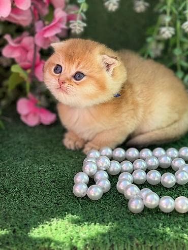 pisik şotlant: Şotland yastı qulaq — 5