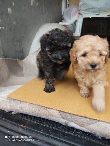 отдам собаку в хорошие руки: Пудель, Самка — 3