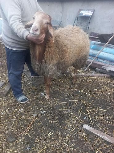 Qoyun – ətlik/yunlu yerli tip - Cins tipi: yerli ətlik‑yunlu — 4