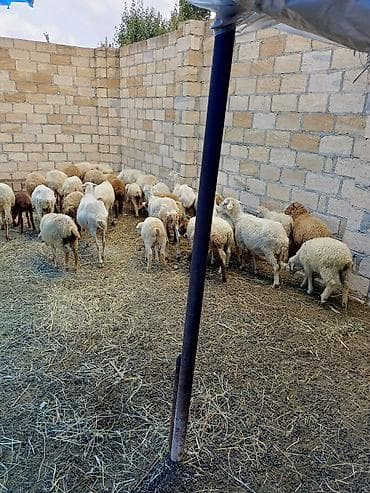 at satilir: 35 baş quzulu qarışıq heyvanlar satılır — 6