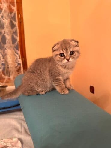 pişik cütleşdirme: Şotland yastı qulaq, Dişi — 4