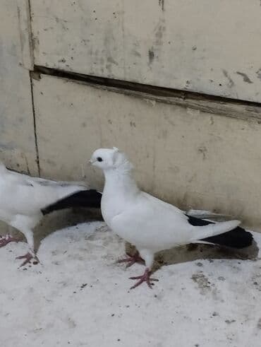 Bülbüllər: 15tuk kekilli erkey deste webeke. 12 tuk maya deste qara quyruq. cut — 11