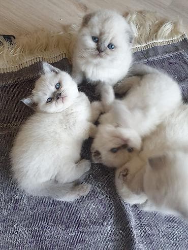 mingəcevir pişik: Şotland yastı qulaq — 6