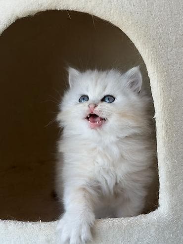 balaca pişiklər: Britan, Erkək — 3