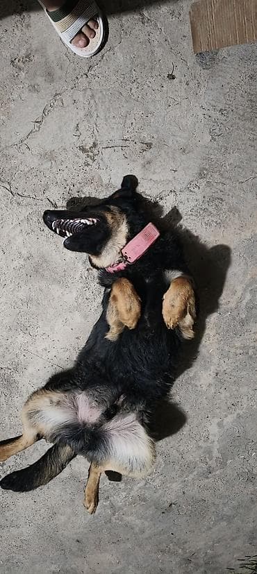 Labrador-retriver, 7 ay, Peyvəndli, Ünvandan götürmə — 6