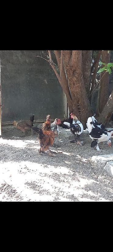 Heyvanlar: Məhsul: Naxışlı Yaponka toyuqlar və xoruzlar (ayaqları tüklü — 3