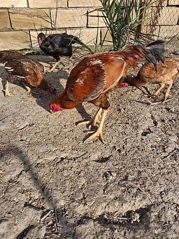 kənd toyuqu: Toyuq cücələri, Ətlik — 5