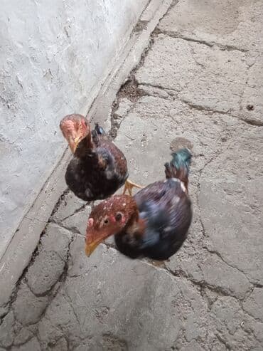 Toyuq cücələri, Ətlik