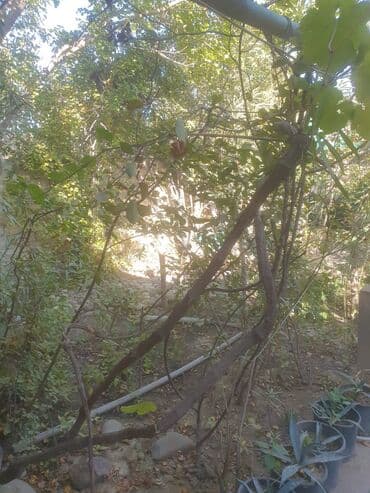 xoçəsən: Xocəsən 4 otaqlı, 120 kv. m — 19