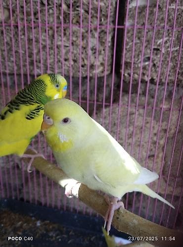 suda yaşayan heyvanlar: Hazir cut sari qirmizi göz rainbow — 3