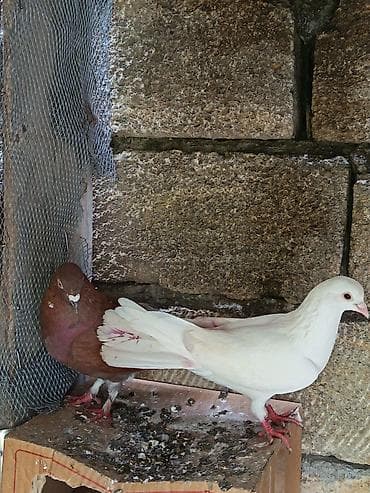 попугай ара купить: Salam. Tam saglam heyvanlardi. 2de erkeydi. Qiymet 2ne aiddir. Cutu 5m — 1