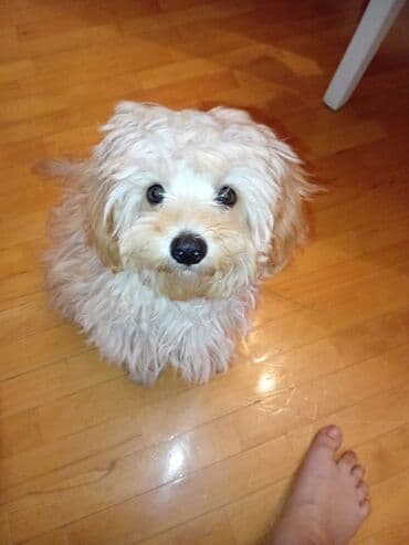 мальтийская болонка цена в баку: Təmiz sort Maltes.Peyvəndləri vurulub,qurd dərmanı,bit dərmanı — 2