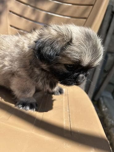 it qefesi: Pekines, 2 ay — 2