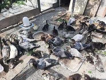 Kanada sortu meşə ördəklərinin balaları satılır. 2 günlik 5 manat. 7 — 4