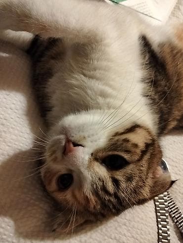 Şotland, Dişi, Cütləşmə üçün, Ünvandan götürmə lalafo.az -da Şotland, Dişi, Cütləşmə üçün, Ünvandan götürmə