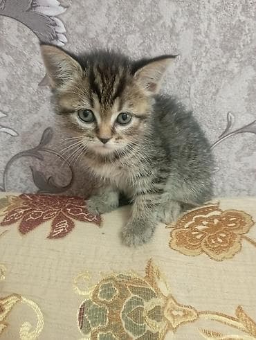 ev pişiy: Şotland yastı qulaq — 4