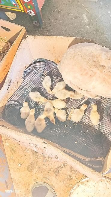 hinduska satilir: Самец, Amerika, Для мяса, Самовывоз — 7