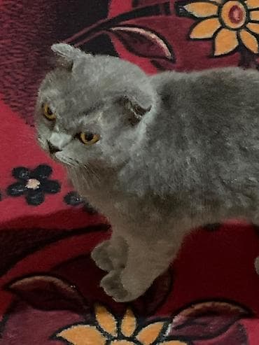 pişiylər: Şotland, Dişi, Yaxşı əllərə, Ünvandan götürmə — 3