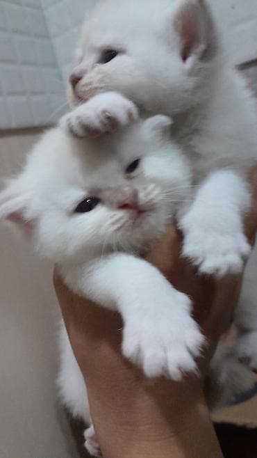 Şinşilla, Dişi, Yaxşı əllərə, Ödənişli çatdırılma lalafo.az -da Şinşilla, Dişi, Yaxşı əllərə, Ödənişli çatdırılma