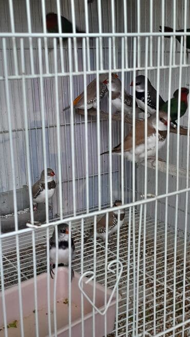 xarı bülbül döş nişanı: Amadin brilyant.cutu 350 man — 5