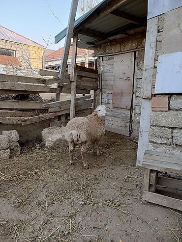 erkek buzov: Erkəy quzu qurbanlığa yarayan heyvan ardı — 2