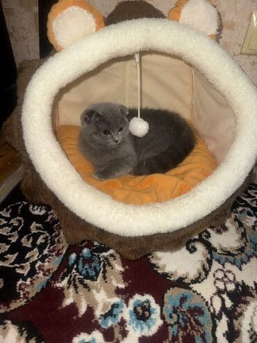 qold pişik: Şotland, Dişi, Yaxşı əllərə — 6