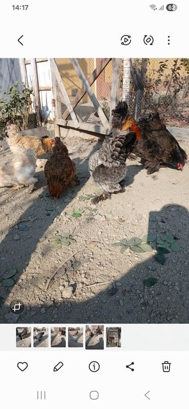 koxin toyuqlari: Toyuq, Brama, Damazlıq, Ödənişli çatdırılma — 7