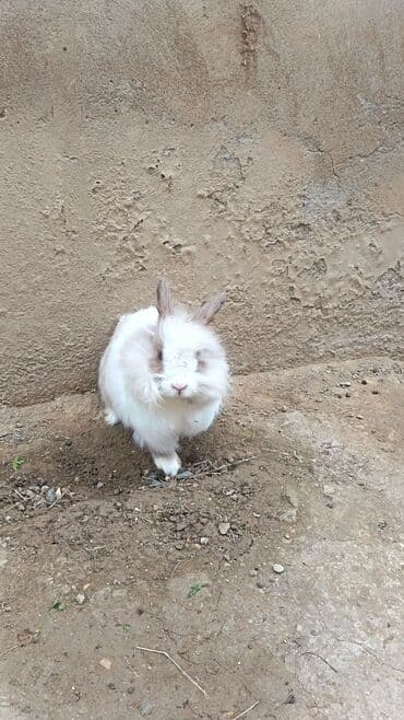 dovsanlar: Dişi dovşan. 8ayliq. endirim yoxdur — 3