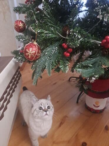 İtlər: Britan — 6