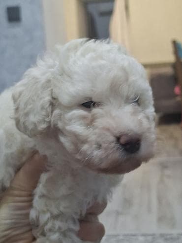 itlerin sekisi: Pudel, Dişi — 8