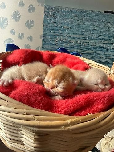 Akvariumlar: Britan — 3